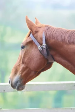 Anti-Crib Collar