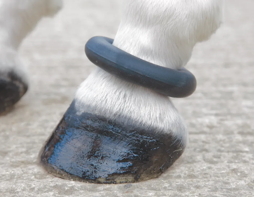 ARMA Fetlock Ring