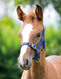 ARMA Foal Headcollar