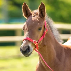 ARMA Foal Slip