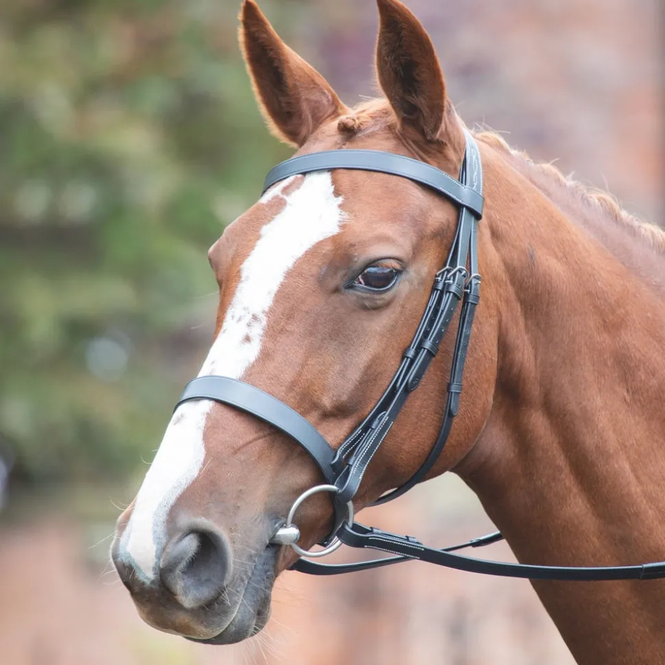 Avignon Hunter Cavesson Bridle