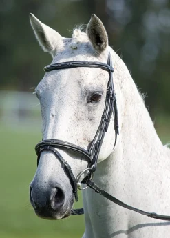 Avignon Padded Raised Flash Bridle