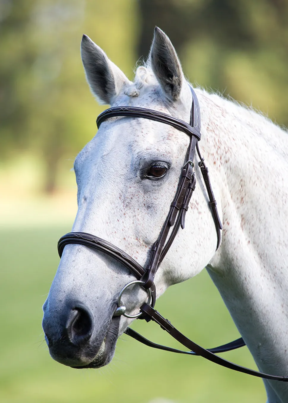 Avignon Raised Cavesson Bridle