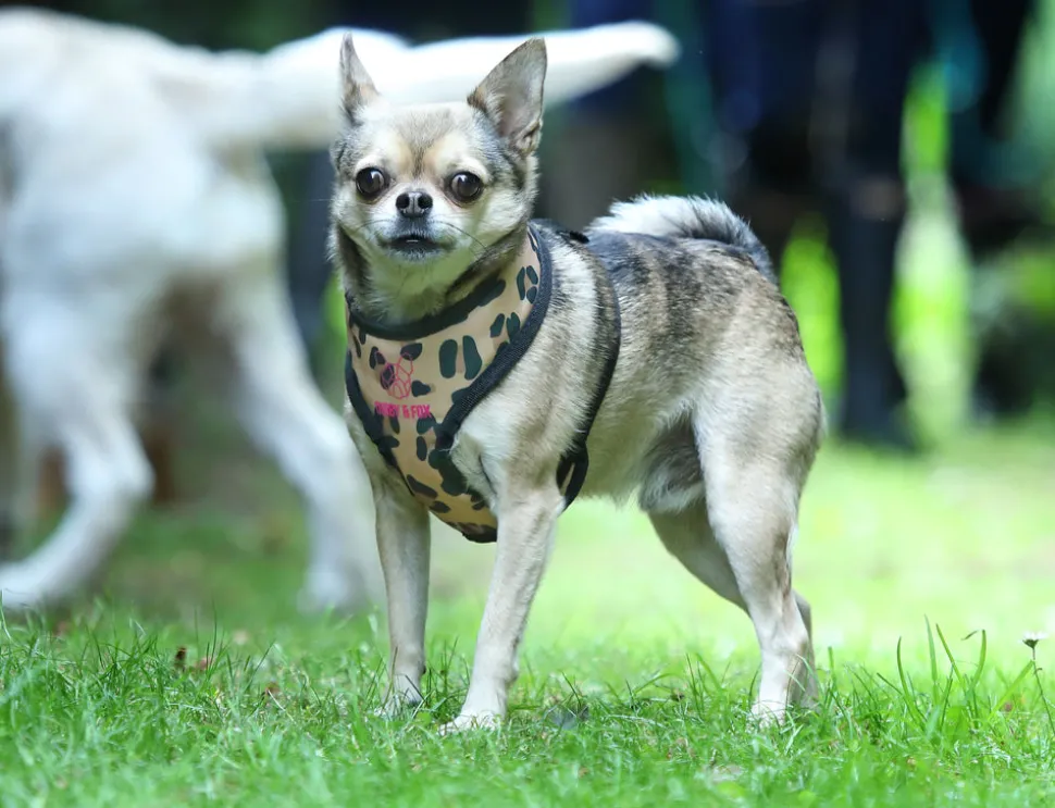 Digby & Fox Leopard Print Harness