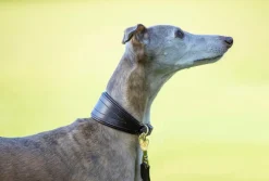 Digby & Fox Padded Greyhound Collar