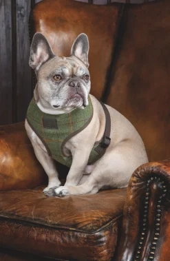 Digby & Fox Tweed Dog Harness