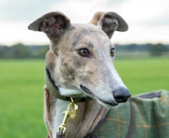 Digby & Fox Tweed Greyhound Collar