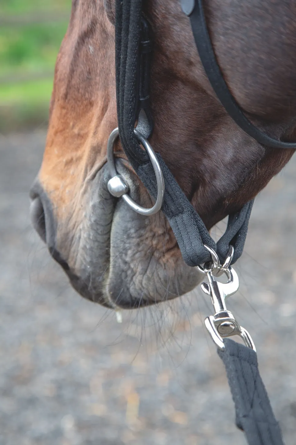 Lunging Adapter