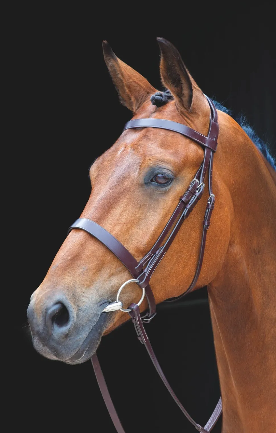 Salisbury Berrington Bridle
