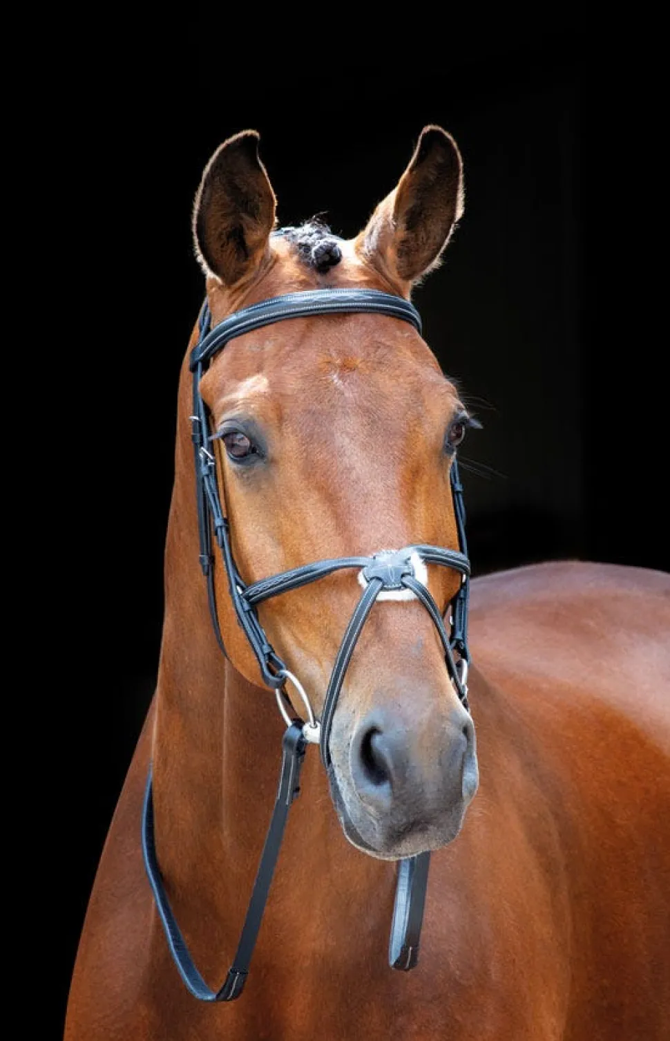 Salisbury Brackley Bridle