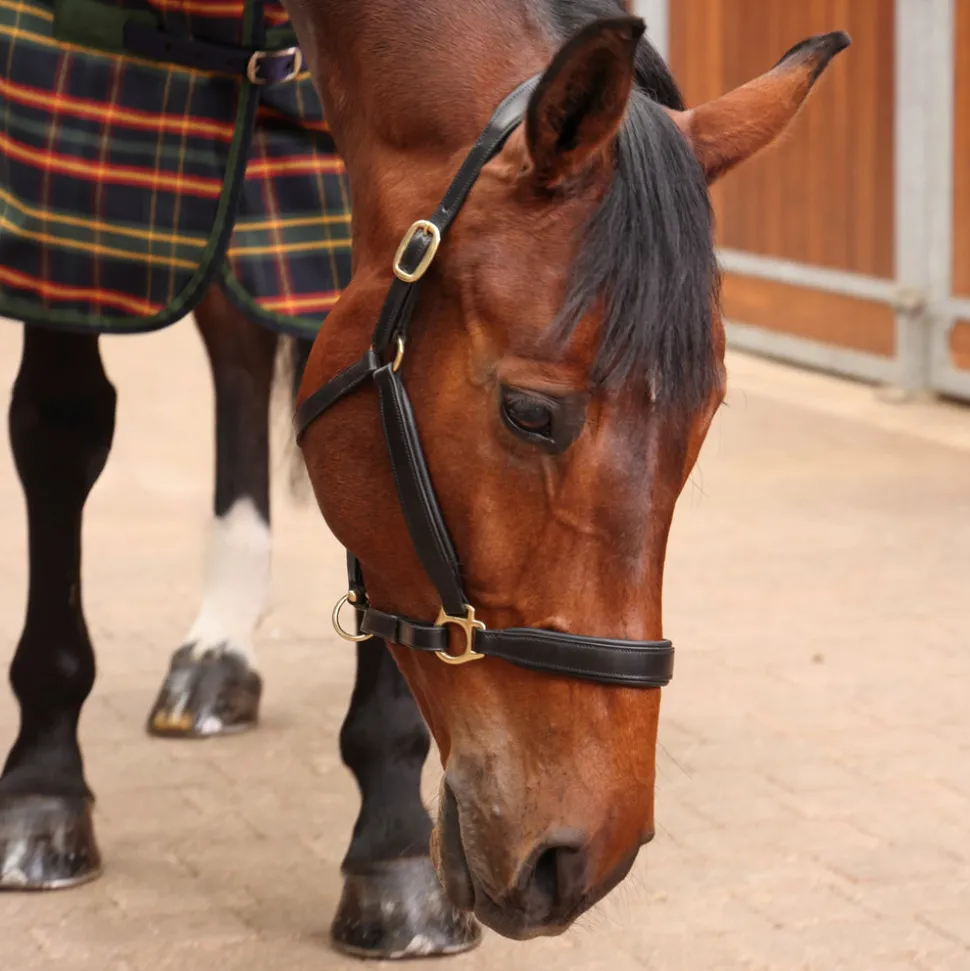 Tempest Plus Lite Stable Rug