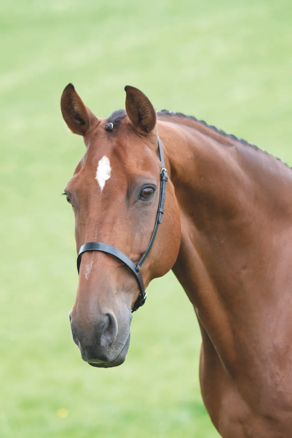 Velociti GARA Cavesson Noseband