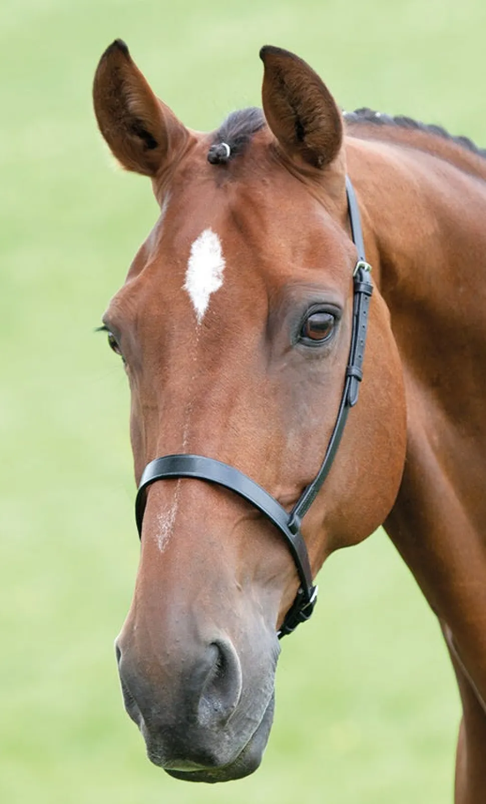 Velociti GARA Cavesson Noseband