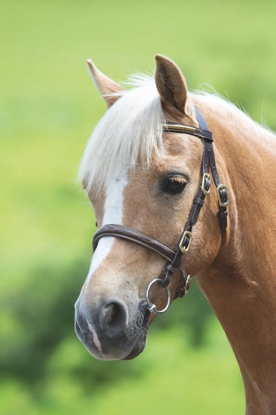 Velociti GARA Clincher Inhand Bridle