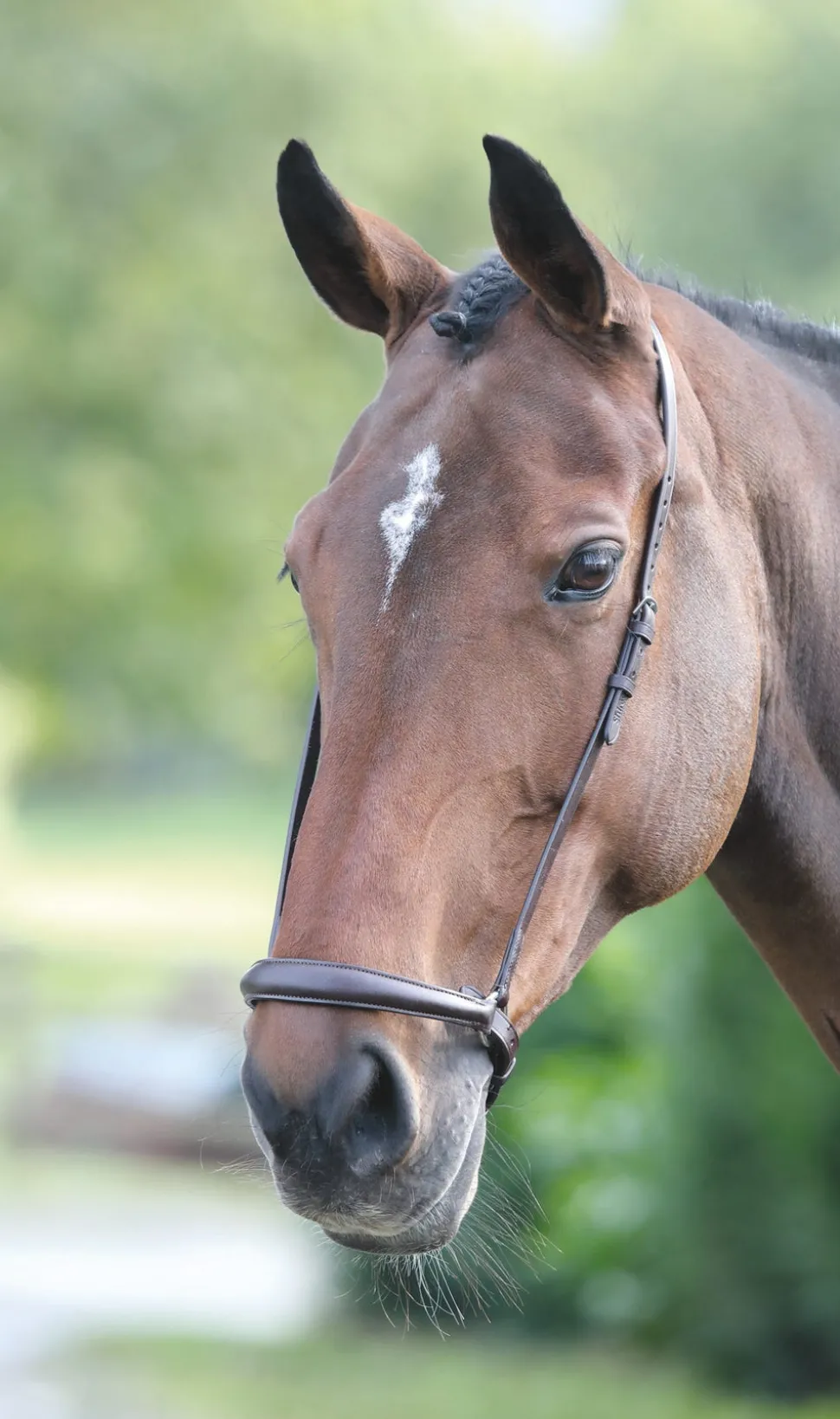 Velociti GARA Drop Noseband