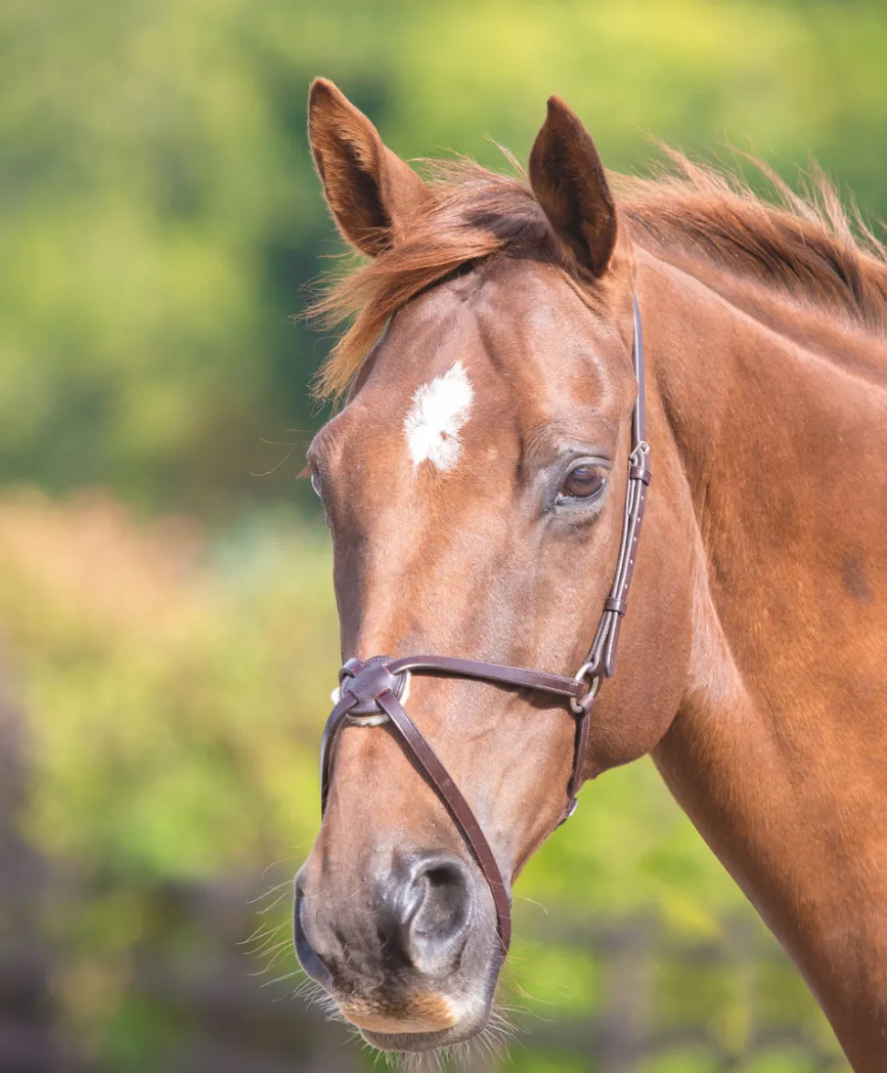 Velociti GARA Mexican Noseband