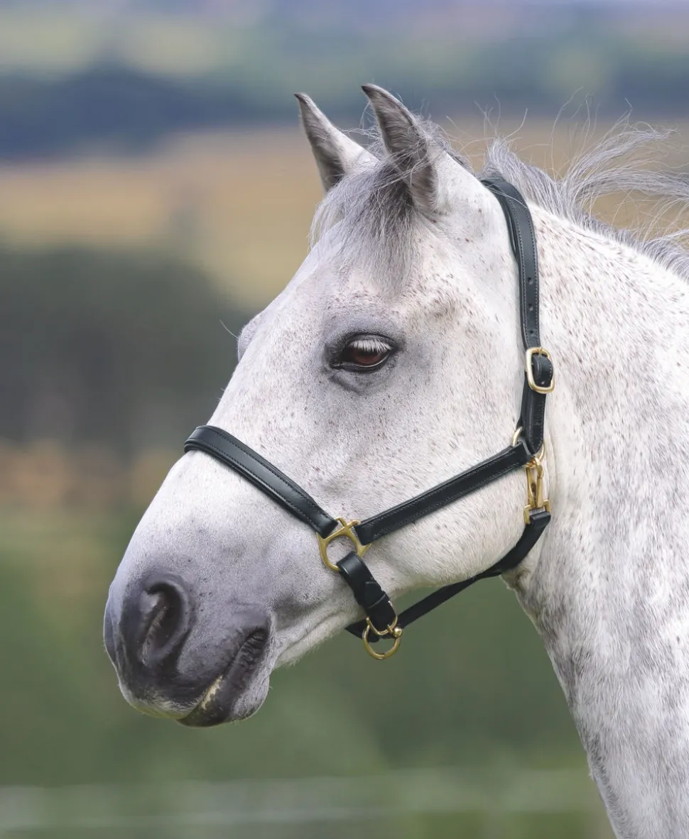 Velociti GARA Ragley Lined Leather Headcollar