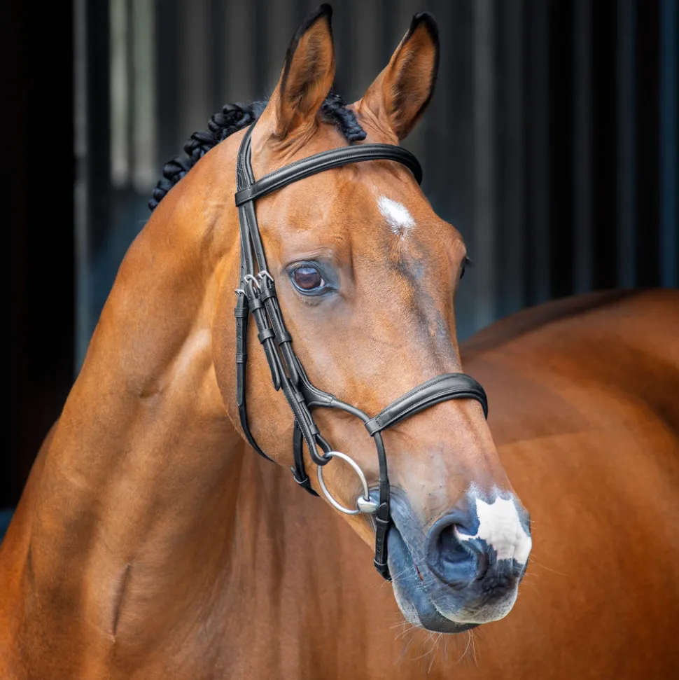 Velociti Lusso Rolled Padded Cavesson Bridle