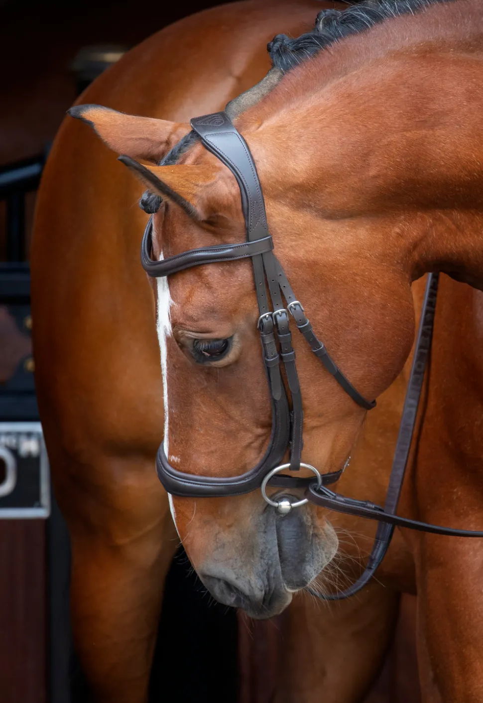 Velociti RAPIDA Ergonomic Cavesson Bridle